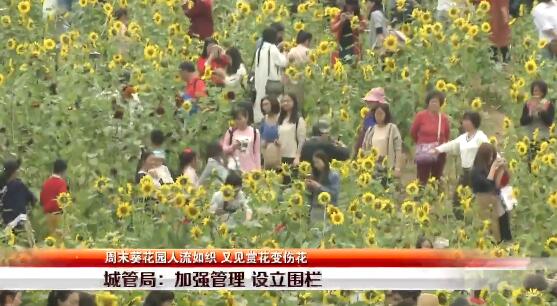 深圳市民中心南广场葵花园人流如织 又见赏花