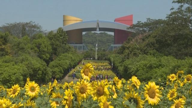深圳市民中心向日葵花海将重生 市民亲手栽种