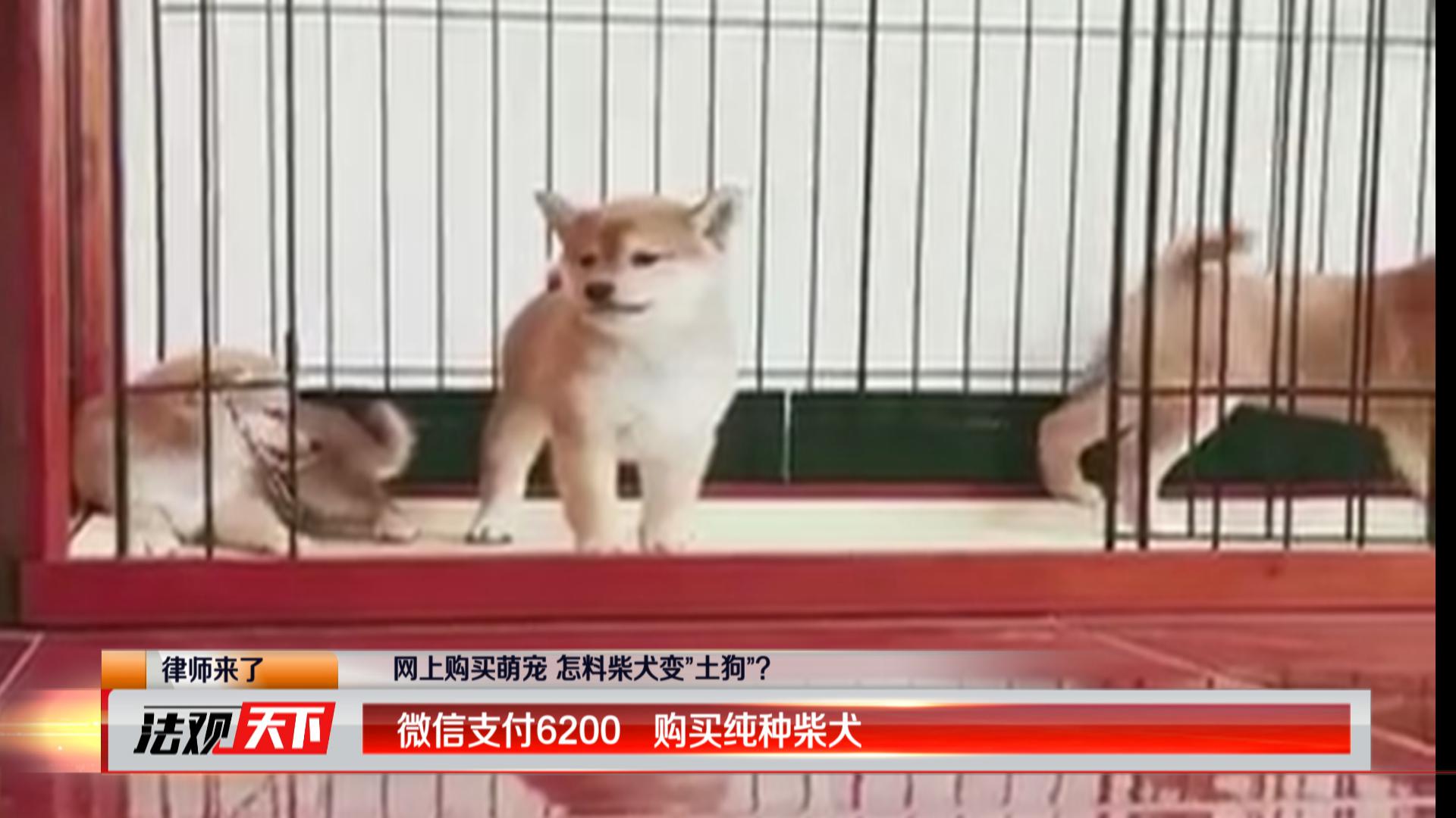 深圳男子花60元买柴犬 怎么都没想到 到货后竟是这样的