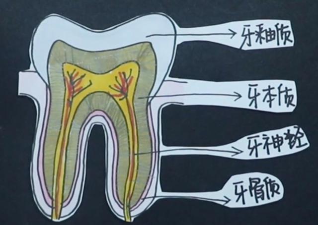 牙齿分为三层,由外到内分别是牙釉质,牙本质和牙神经.