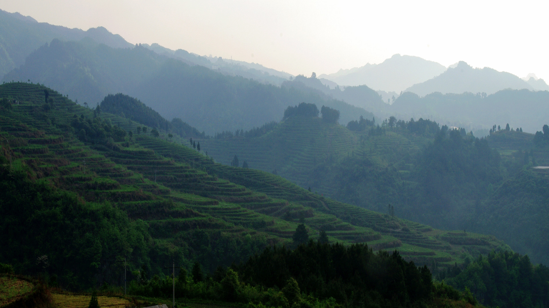 第一现场《走进中国茶山》·第一站湘西古丈茶山