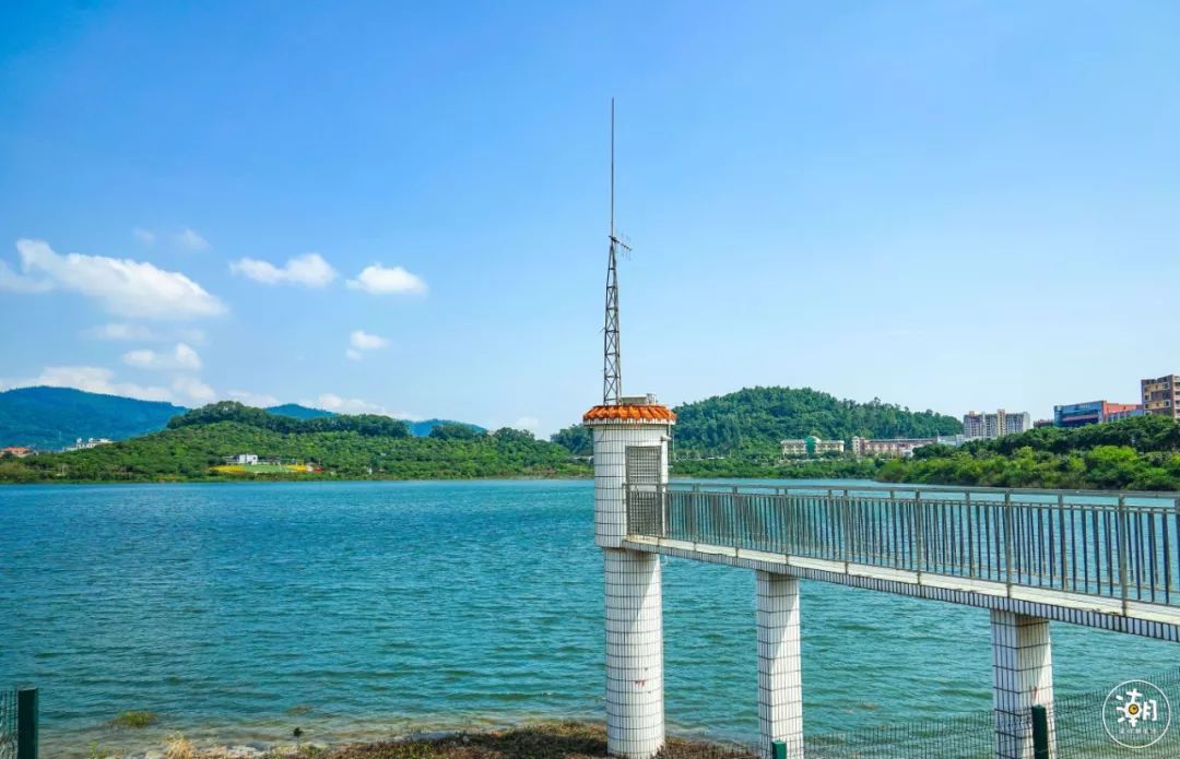 环游记深圳藏了个小西湖空中长廊花海湖景美如画