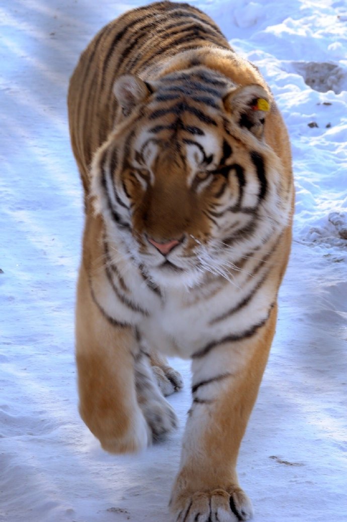 【探秘】这是最漂亮的老虎!拯救濒危的东北虎