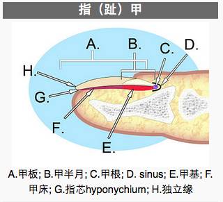 月牙的形状到底和健康有没有关系