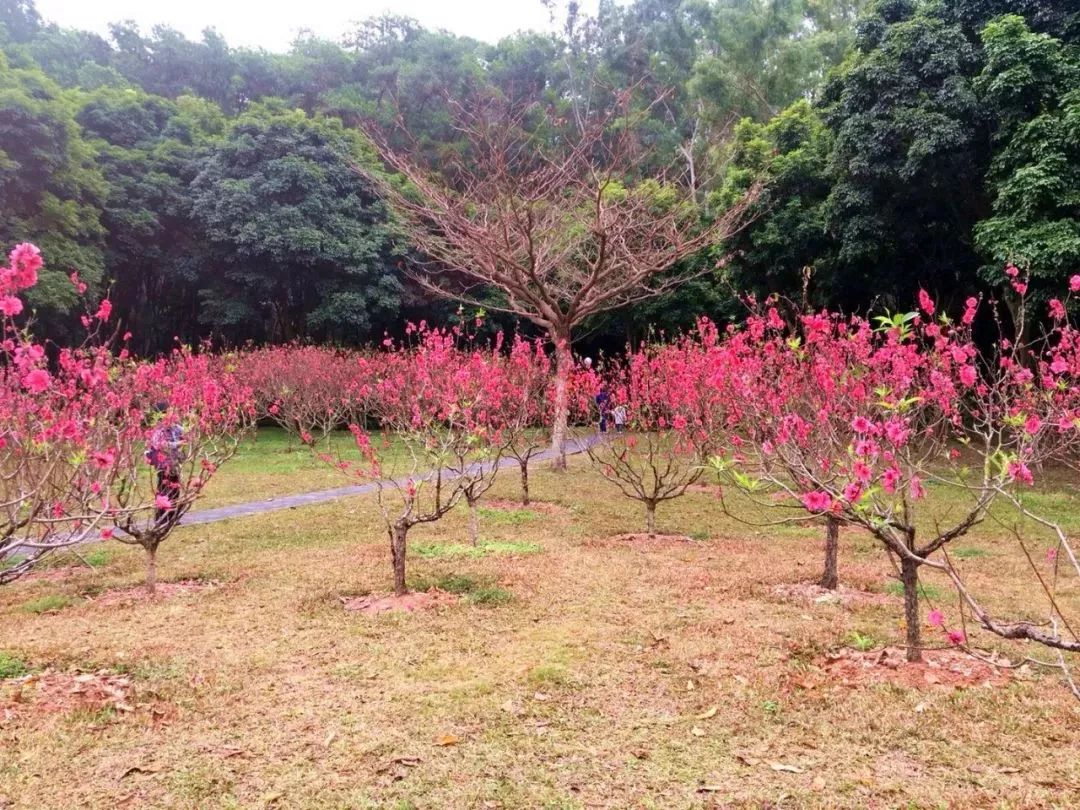 莲花山十里桃花正在刷屏错过等明年