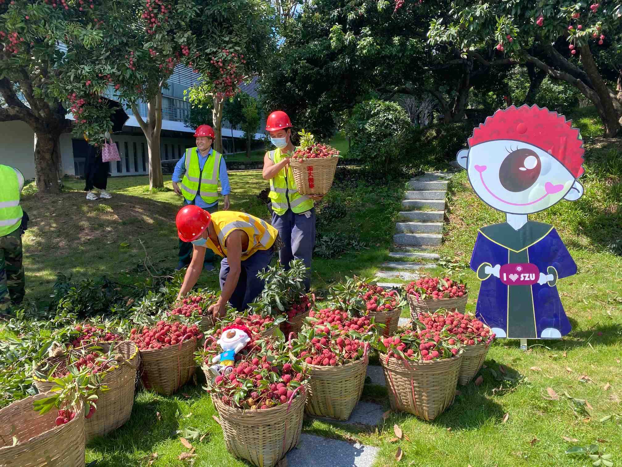 先锋快报|红荔飘香时节到 深圳大学举办2020荔枝节