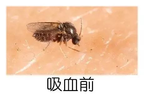 这种吸血小虫比蚊子还毒!被咬后痒奇无比,三四天都消不掉