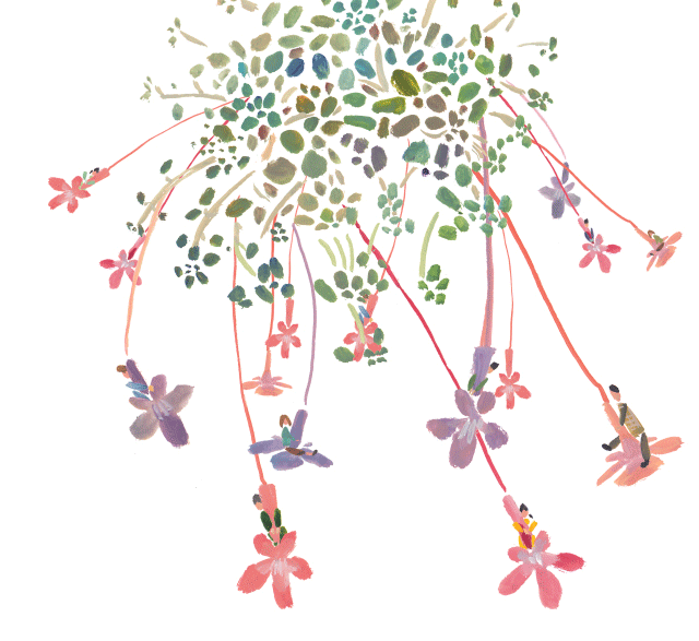 别名:叶子花,三角梅 分布区域:原产热带美洲,现热带,亚热带