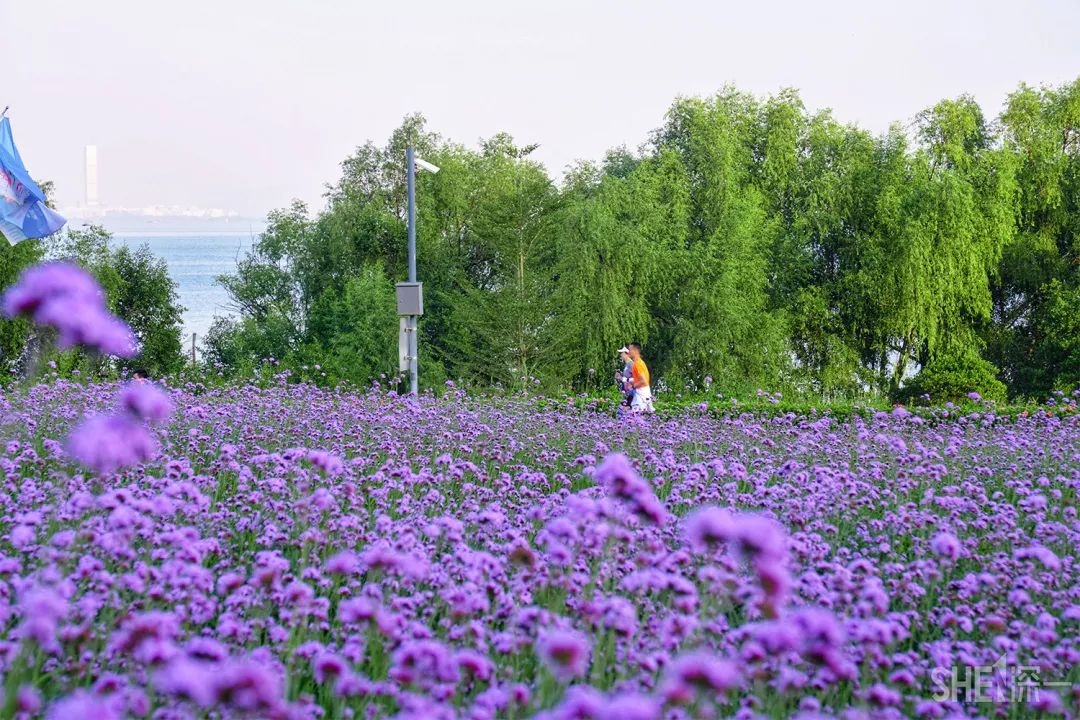 西湾红树林湿地公园