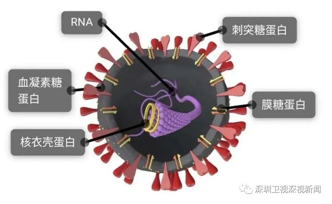 (新华社图片,新冠病毒半剖模型图)病毒变异后,是不是越来越厉害?