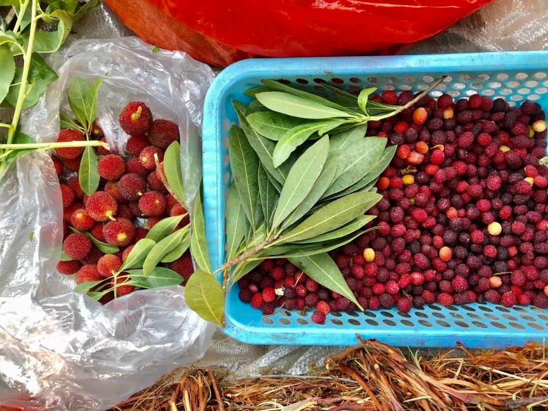 杨梅与野生的毛杨梅  myrica esculenta(右).图片:翦翳翎