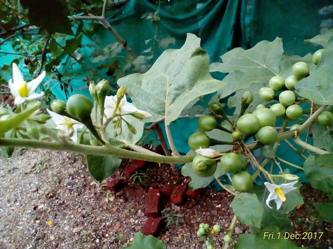 水茄(小苦子果).图片:prabhupuducherry / wikimedia