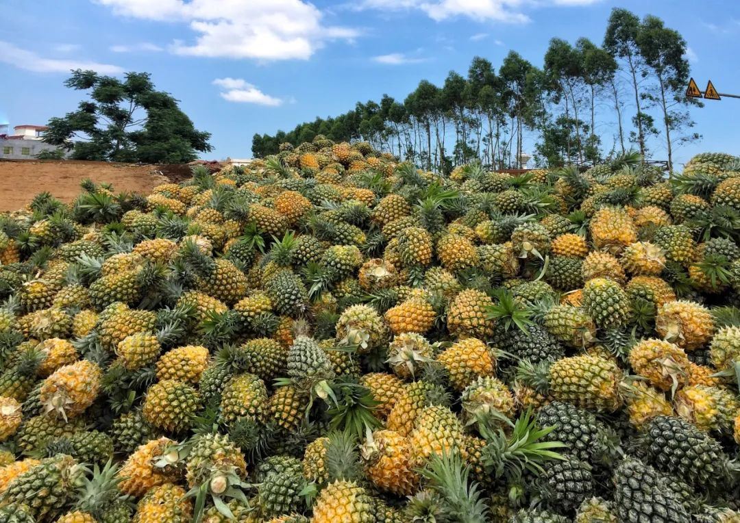 徐闻菠萝的海,被全球知名旅游指南杂志《孤独星球》推荐为广东15个