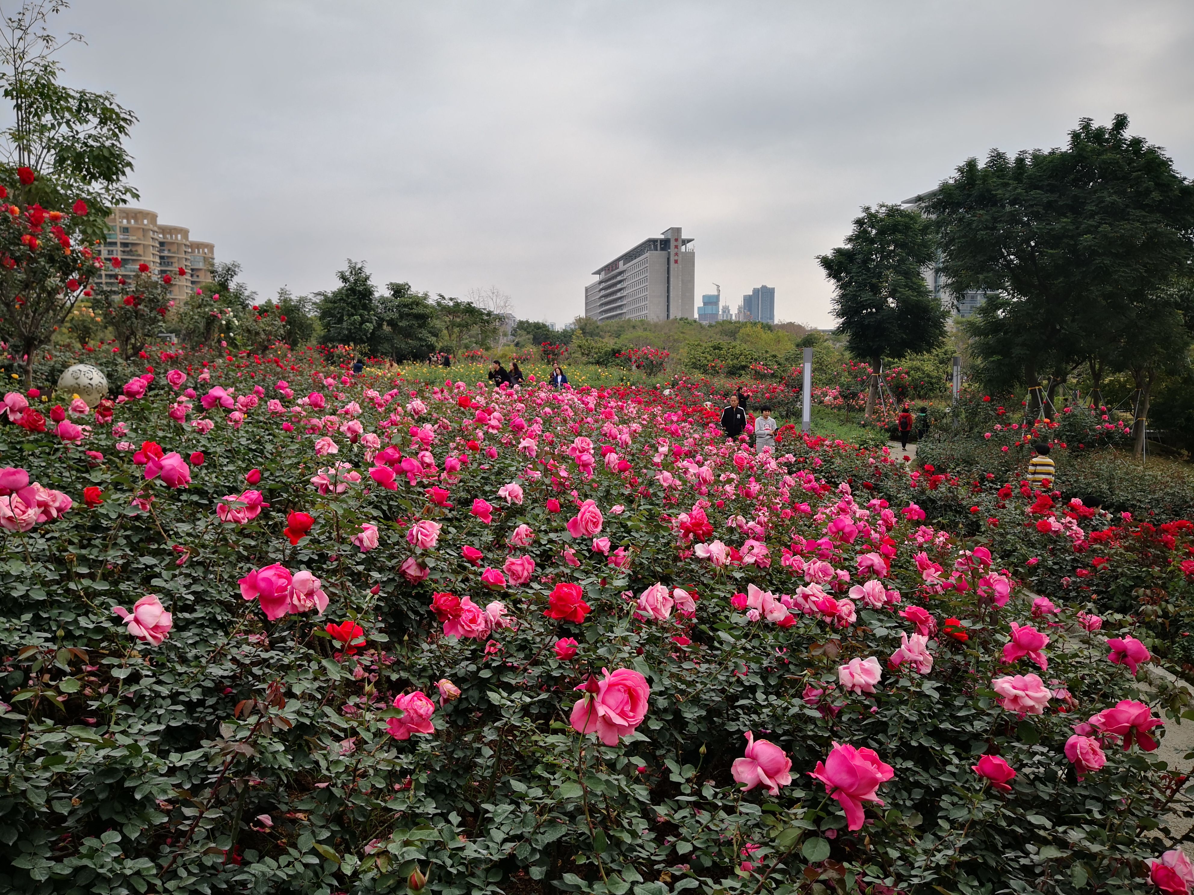 3000平方米!这片月季花海你值得观赏!