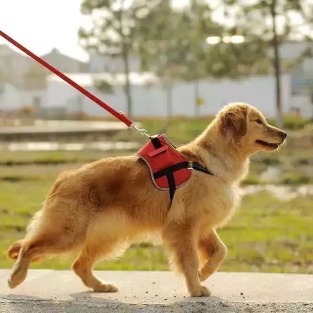 出门遛狗务必拴上牵引绳,系上犬牌