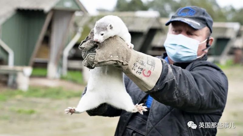 疫情丹麦水貂养殖场出现变异新冠病毒可传人1700万只将全部被捕杀