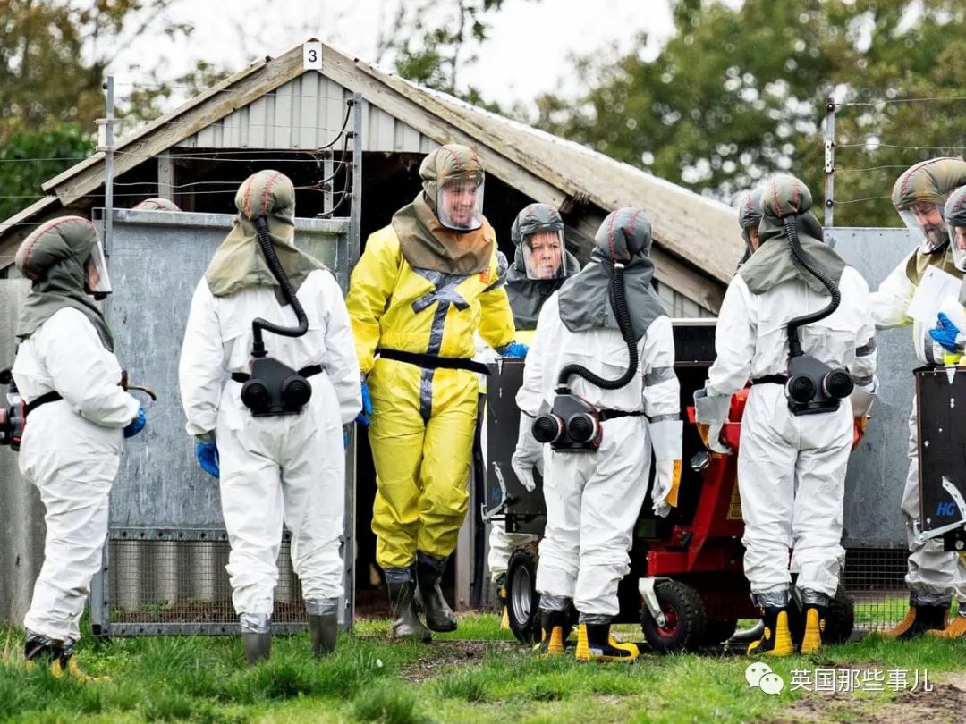 疫情丹麦水貂养殖场出现变异新冠病毒可传人1700万只将全部被捕杀