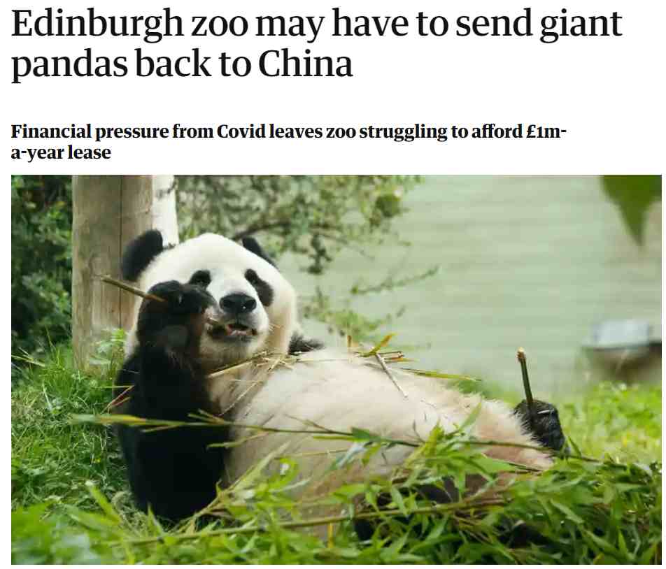苏格兰熊猫争夺战图片